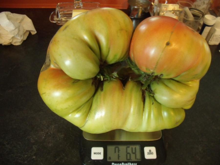 5.78 Vander Wielen Tomato Seeds