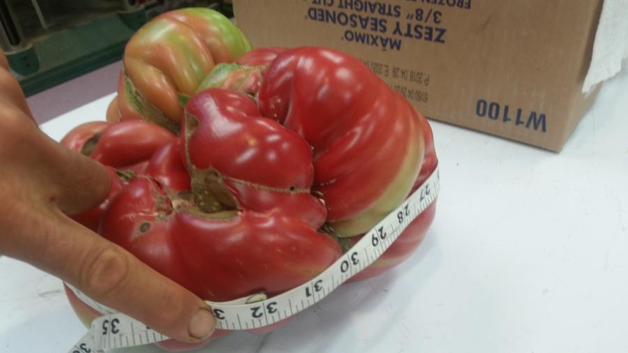 5.21 lb Vander Wielen Tomato Seed - Worldwide Giant Growers